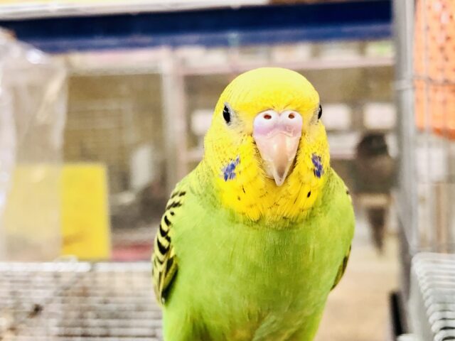 セキセイインコ