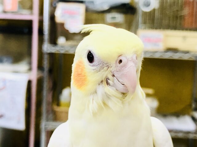 オカメインコ