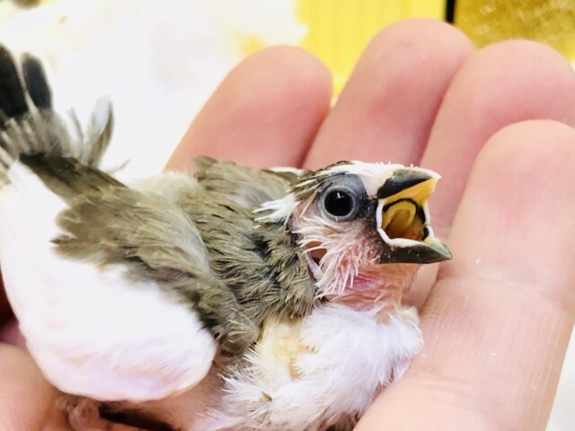 十姉妹（ジュウシマツ）