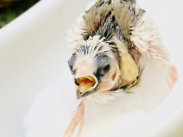 十姉妹（ジュウシマツ）