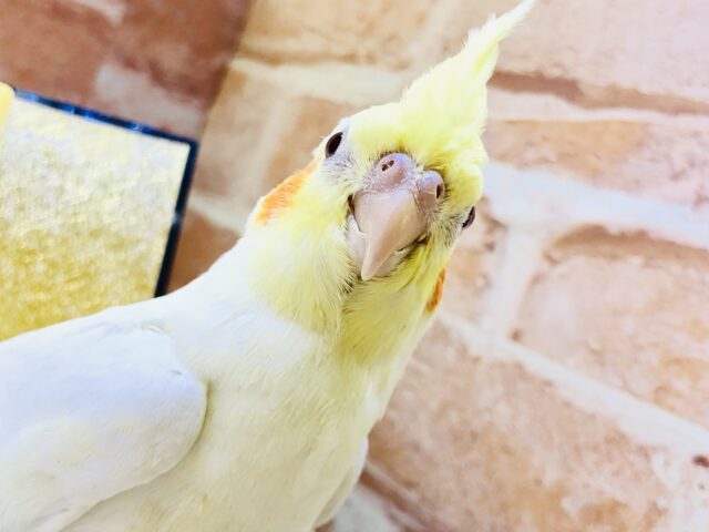 オカメインコ