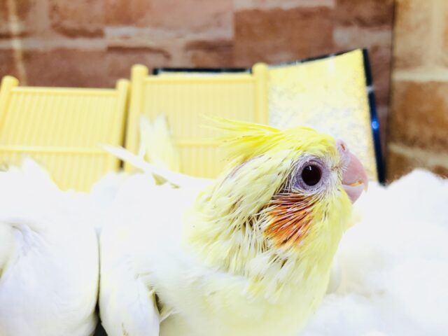 オカメインコ
