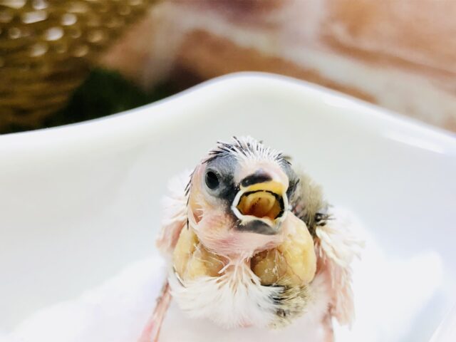 十姉妹（ジュウシマツ）