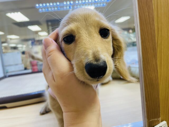 ミニチュアダックス