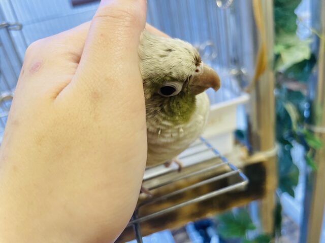 ホオミドリウロコインコ