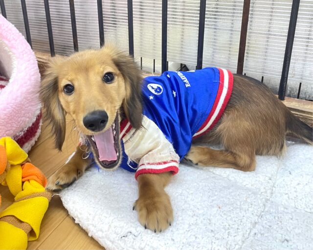 ミニチュアダックス