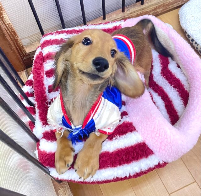 ミニチュアダックス