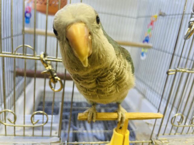 オキナインコ