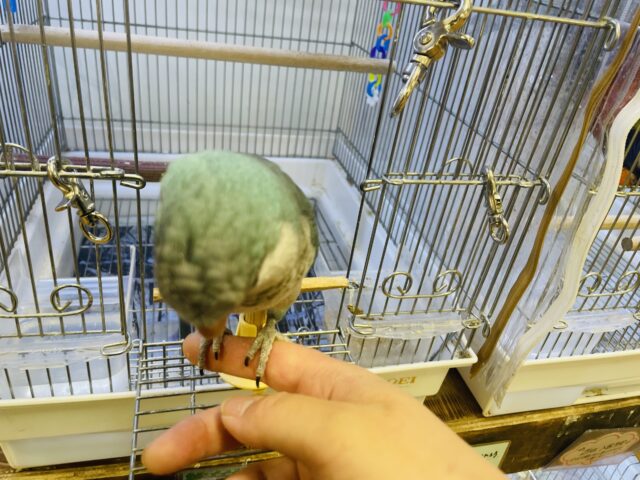 オキナインコ