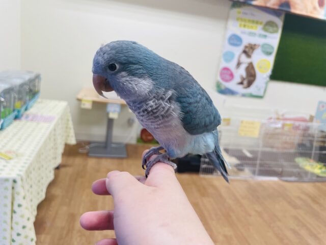 オキナインコ