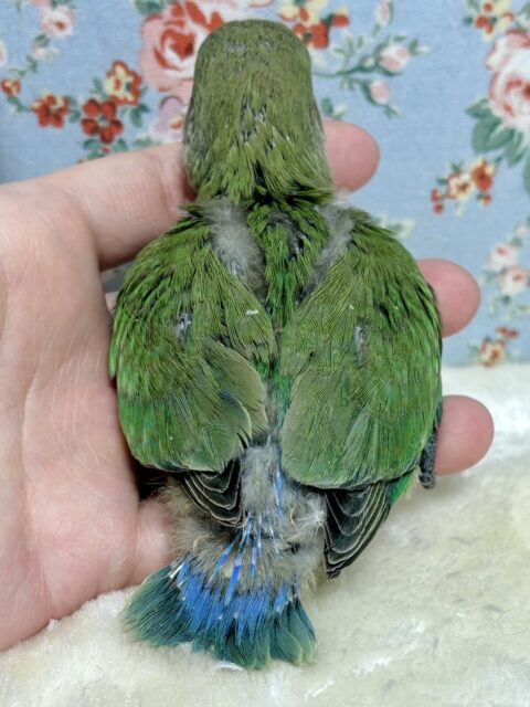 コザクラインコ（小桜インコ）