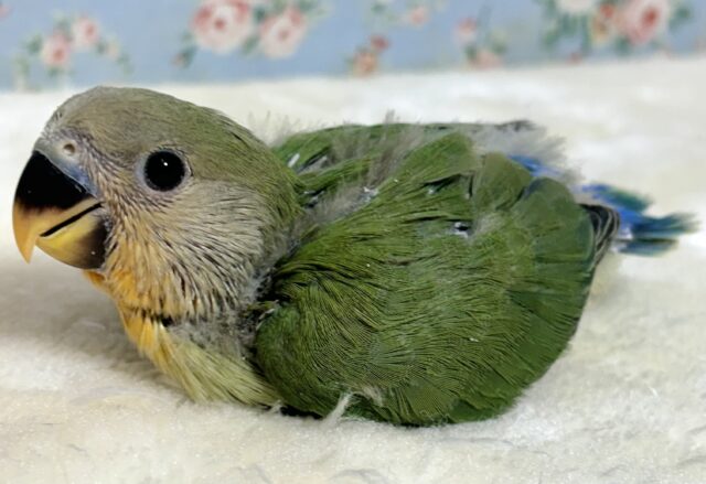 コザクラインコ（小桜インコ）