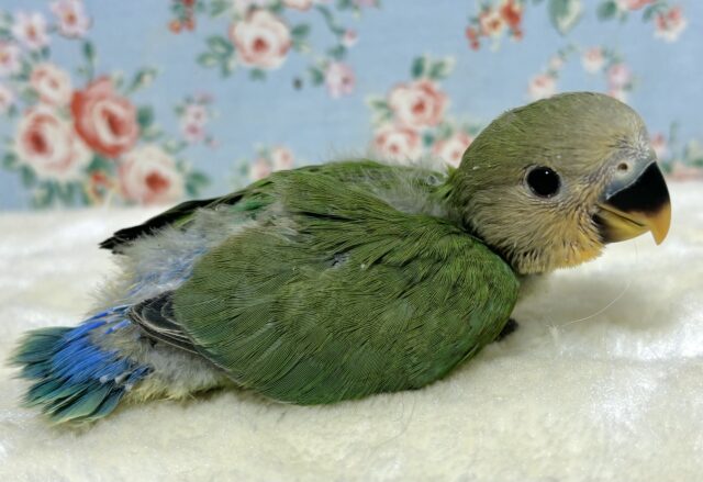 コザクラインコ（小桜インコ）