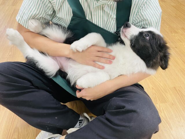 超ホヤホヤ最新画像✨️激カワビックベイビー❣️会ったら一目惚れ間違いなし❗️ボーダーコリーの女の子❗️ ボーダーコリー