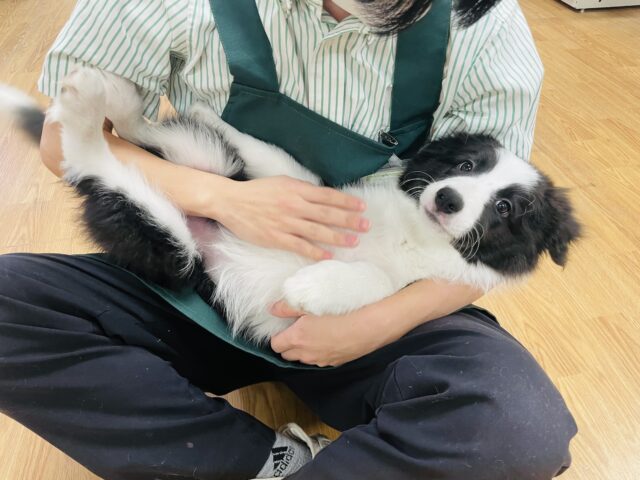 超ホヤホヤ最新画像✨️激カワビックベイビー❣️会ったら一目惚れ間違いなし❗️ボーダーコリーの女の子❗️ ボーダーコリー