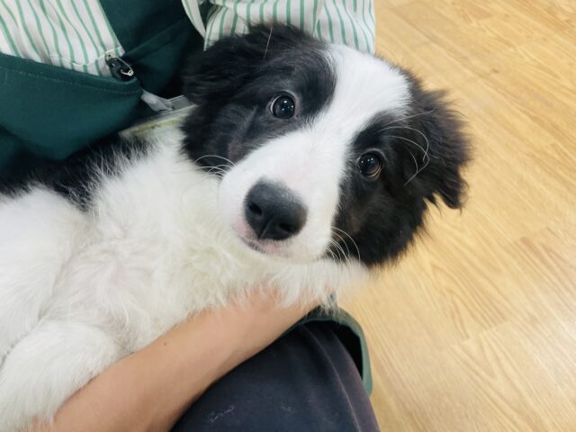 超ホヤホヤ最新画像✨️激カワビックベイビー❣️会ったら一目惚れ間違いなし❗️ボーダーコリーの女の子❗️ ボーダーコリー