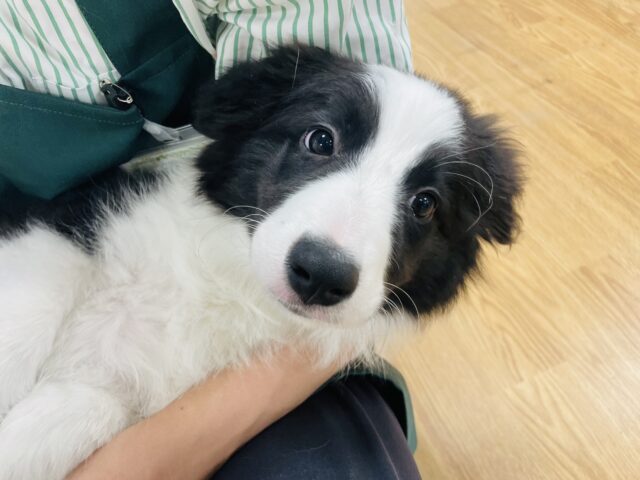 超ホヤホヤ最新画像✨️激カワビックベイビー❣️会ったら一目惚れ間違いなし❗️ボーダーコリーの女の子❗️ ボーダーコリー