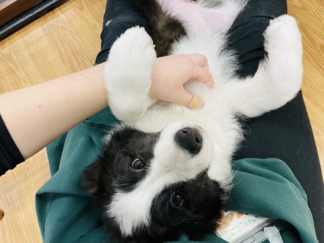 ボーダーコリー