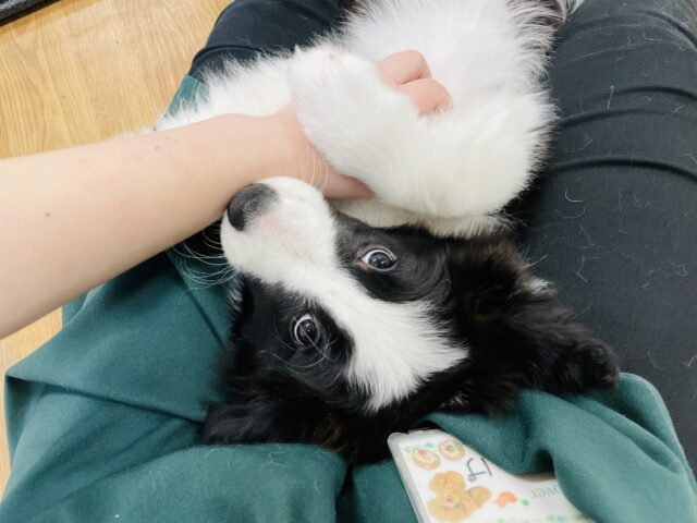 ボーダーコリー