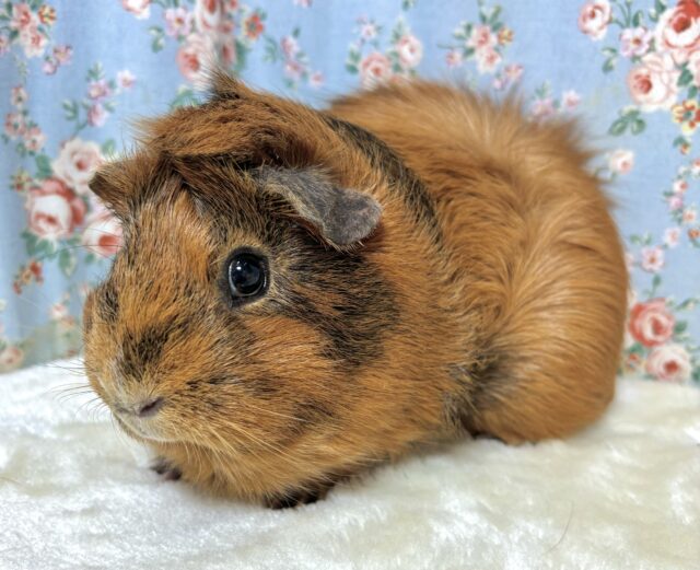 アビシニアンモルモット