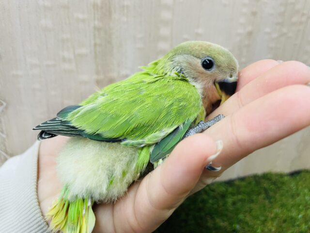 コザクラインコ（小桜インコ）