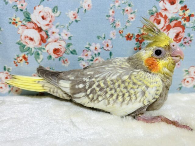 オカメインコ