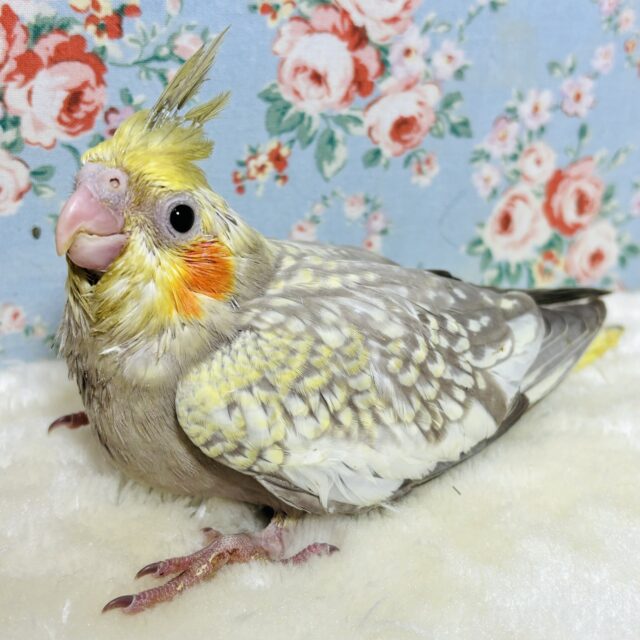 オカメインコ