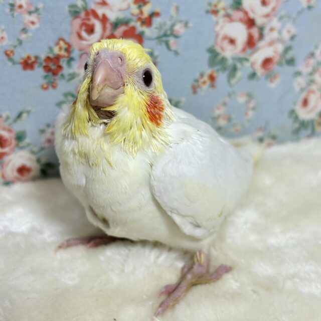 オカメインコ ルチノー 🐥☀️.゚・* オカメインコ