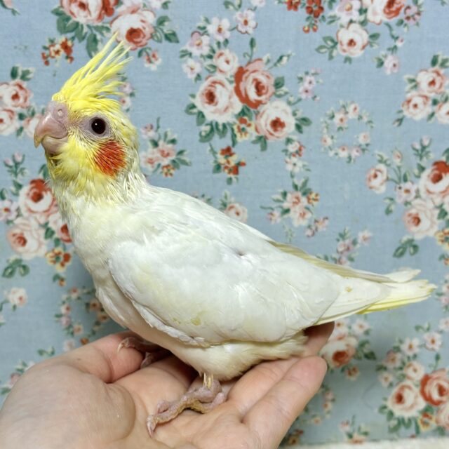 オカメインコ