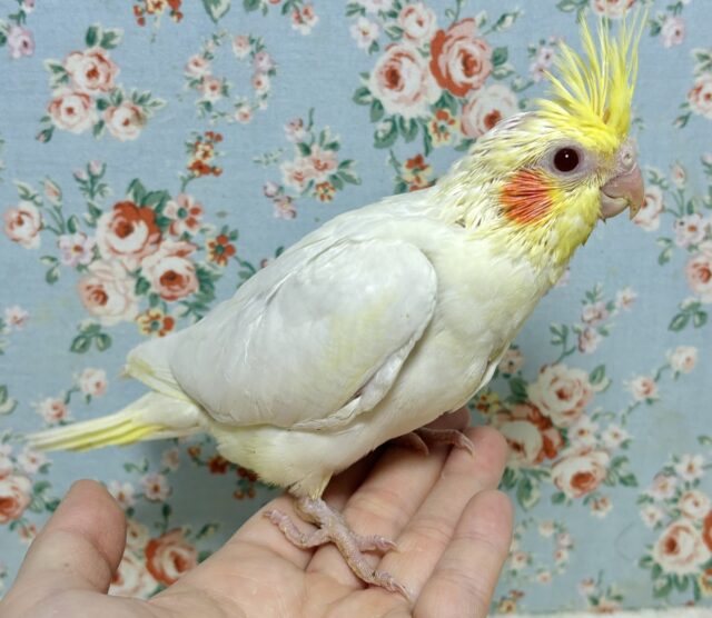 オカメインコ