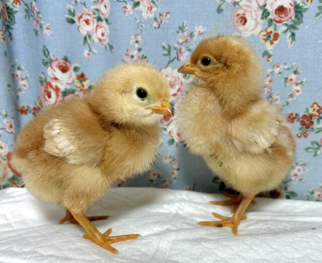 ボリスブラウン