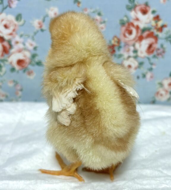 ボリスブラウン