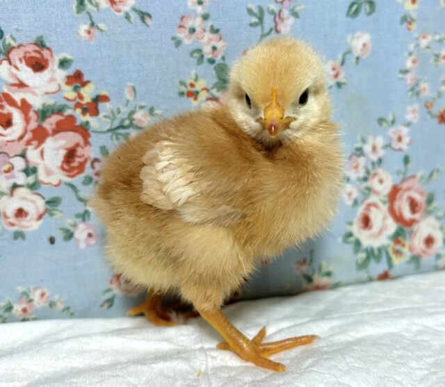 ボリスブラウン