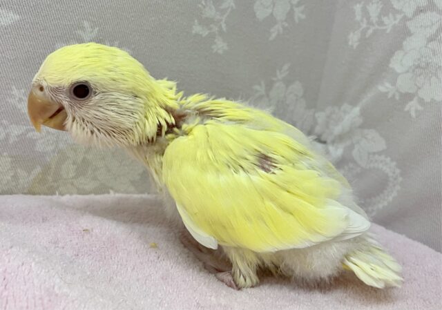 コザクラインコ（小桜インコ）