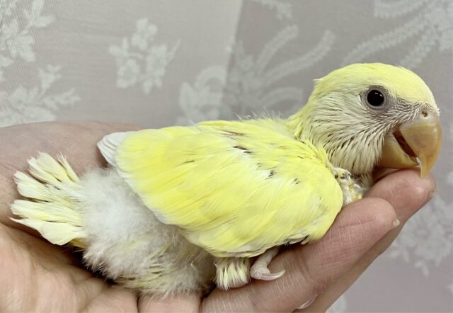 コザクラインコ（小桜インコ）
