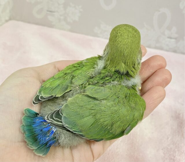 コザクラインコ（小桜インコ）