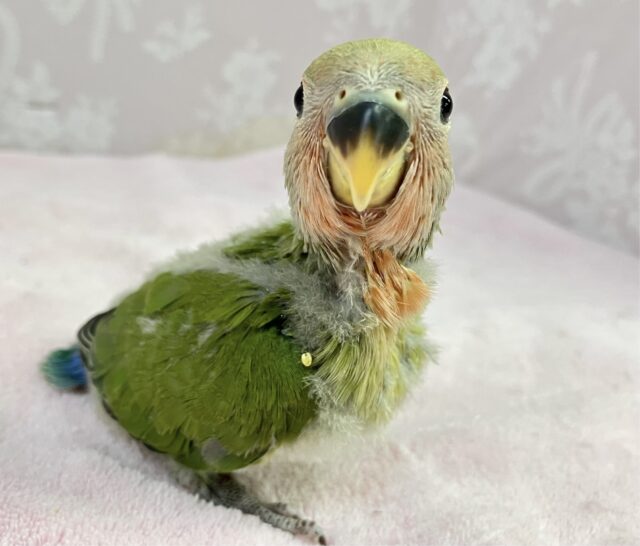 コザクラインコ（小桜インコ）