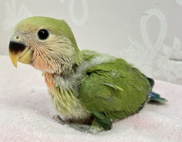 コザクラインコ（小桜インコ）