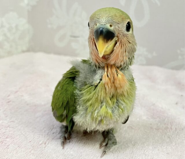 コザクラインコ（小桜インコ）