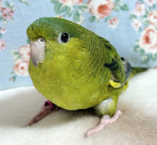 サザナミインコ