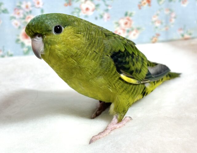 サザナミインコ