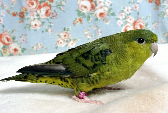 サザナミインコ