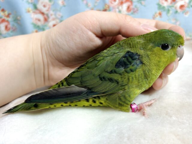 サザナミインコ