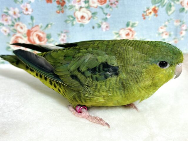 サザナミインコ
