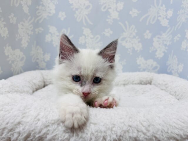 甘ったれボーイのラグドール君❣️ ラグドール