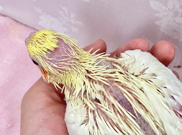 オカメインコ