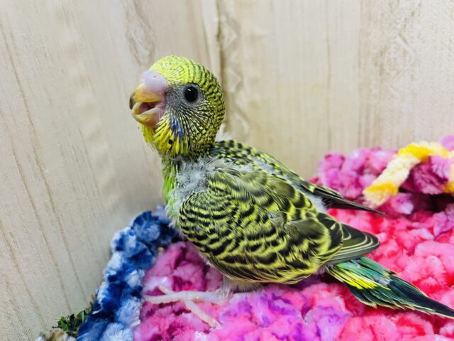 セキセイインコ