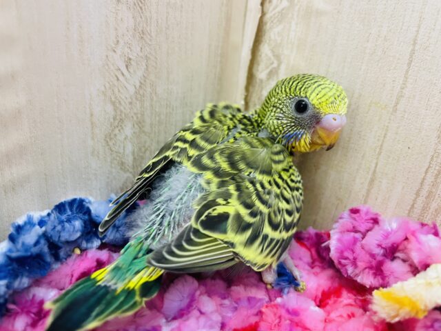 セキセイインコ