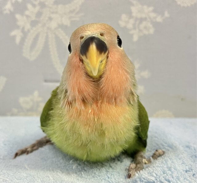 コザクラインコ（小桜インコ）