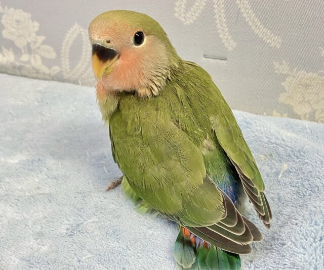 コザクラインコ（小桜インコ）